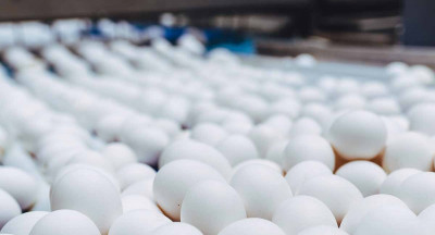 Hardeman Egg Group acquires Frisian Egg