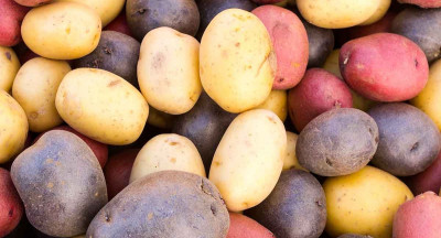Too many potatoes, too few export opportunities