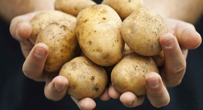Multi-million investment in Solynta’s disease-resistant potato seed