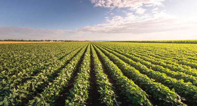 Overijssel develops a local plant-based protein chain