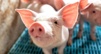 European pork exports gain momentum