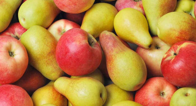 Fruit growers benefit from stronger growing season