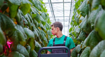 The greenhouse advantage: vegetable production at a global level