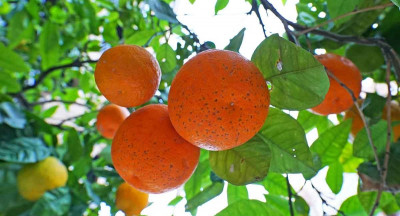 EU tightens list of plant pests following new research