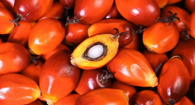 Is palm oil more sustainable than we think?