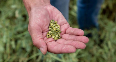 Split pea makes a comeback on Dutch fields