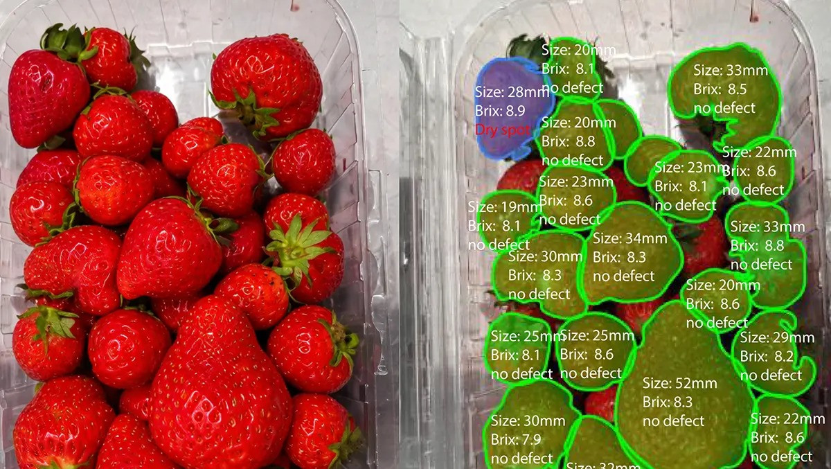 From sampling to full control in the fruit sector