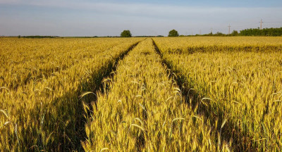 Andere kijk op brood en landbouw door inzet VR