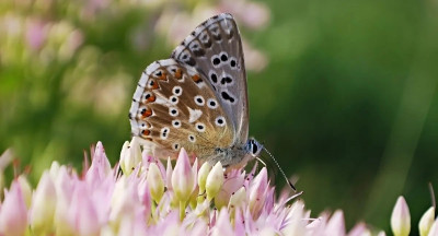 Subsidies hebben negatief effect op biodiversiteit