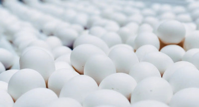 Nieuwe hygiënecode voor de eiersector