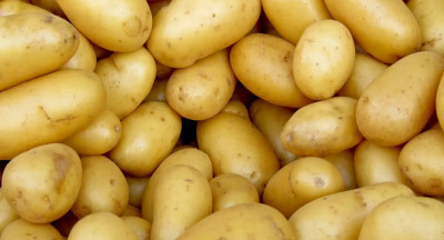 Aardappelverwerking ruim 20 procent lager