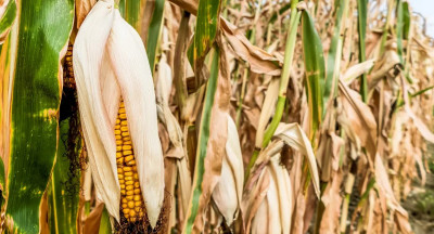 Klimaat schuift Europese voedselproductie op