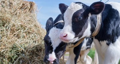 Kalveren leveren melkveehouder steeds meer op