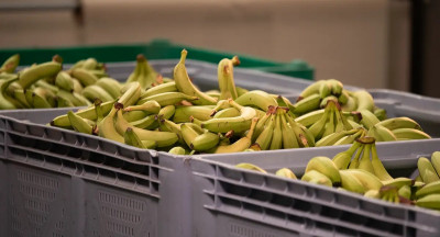 The Banana Factory redt 20 miljoen bananen van verspilling