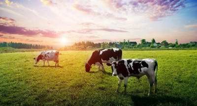 Aanbod agrarische grondstoffen neemt af