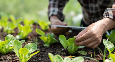 Voedingswaarde van gewassen daalt door klimaatverandering