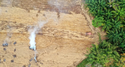 EUDR-update: palmoliederivaten en oploskoffie toegevoegd