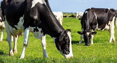 Veranderende zuivelmarkt biedt kansen voor kaas en wei
