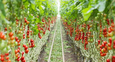 Tuinbouwketen groeit ondanks onzekere jaren