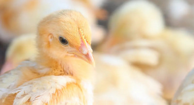 Onderzoek: bioveiligheid pluimvee kan beter
