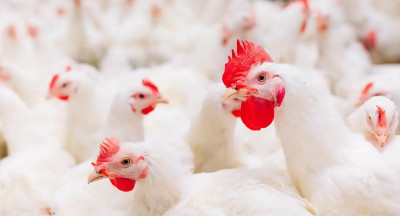Minder Campylobacter in Nederlandse pluimveeketen