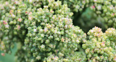 Quinoa van Nederlandse bodem naar de supermarkt