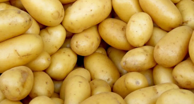 Droogte zet aardappelmarkt op zijn kop