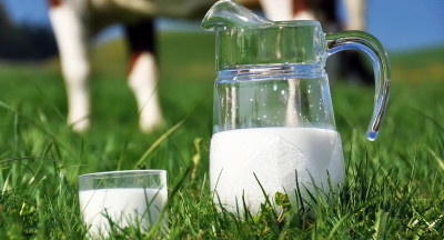 Biologische melk mengen: kans voor opschaling?