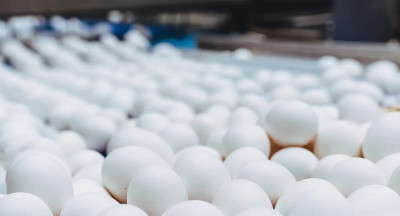 Europese eiersector ziet prijs dalen en import stijgen