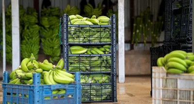Europese bio-import op hoogste niveau sinds 2018