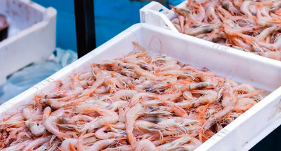 Omzet Nederlandse visafslagen bereikt dieptepunt