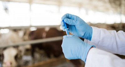 Antibioticagebruik veehouderij daalt verder