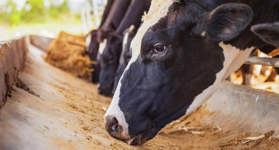 FrieslandCampina versterkt positie in Indonesië