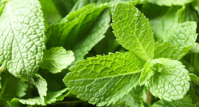 TERRAPATH: WUR zoekt nieuwe geur- en smaakstoffen