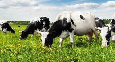 Boerderijzuivel: zorgen om kosten nieuwe hygiënecode