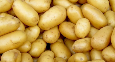 Aardappeloogst in vier EU landen bijna kwart kleiner