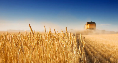 FAO: grain and sugar prices rise, meat and dairy prices fall