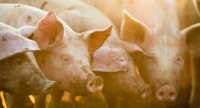 Nieuwe emissieregels voor varkens- en pluimveebedrijven