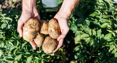 ACM: verduurzaming landbouw vraagt om betere vergoeding