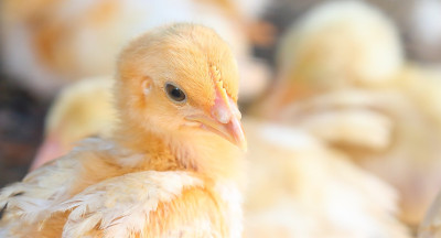 World Animal Protection: regels dierenwelzijn ook bij import