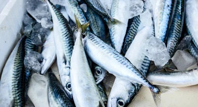 European Union fish landings remain worth €5.5 billion