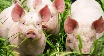 Nederlandse varkensvleesproductie daalt met bijna 7%
